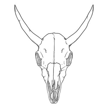 Vector Single Sketch Illustration - Skull of Cow. Front View.