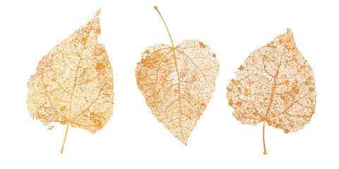 Set of golden leaves skeletons. Fallen foliage for autumn designs. Natural leaf of aspen and birch. Vector illustration