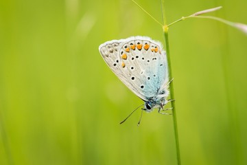 Common blue butterfly (Polyommatus icarus) on flower