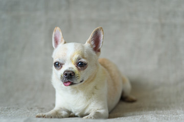 portrait of a chihuahua on a gray background