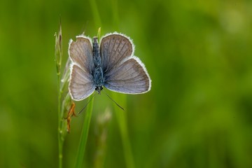 Common blue butterfly (Polyommatus icarus) on flower