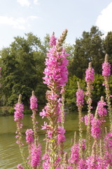 Fleurs mauves d'un parc à Toulouse, Haute Garonne