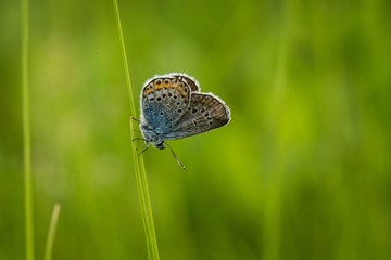 Common blue butterfly (Polyommatus icarus) on flower