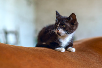 little kitten on the back of a horse