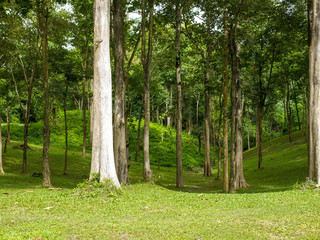 take a deep breath around Teak tree botanical frorest