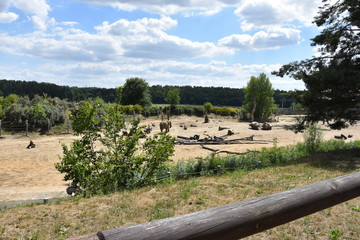 Słoń © kathy06