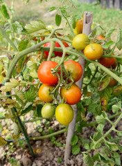 Tomato plant truss with green, yellow and red fruit