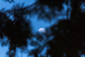 Lua entre as Árvores