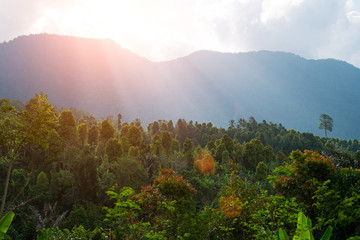 Sunset or sunrise over the trees in the rainforest. Amazing scenic view tropical forest with jungle mountain on background green trees in the morning rays of the sun. Mysterious mountainous jungle.