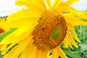 Sunflower blooming, close up texture macro detail with honey bee on it, organic background