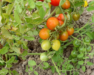 Truss of ripening tomatoes