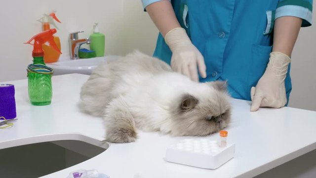 Close-up shot of persian cat is at the appointment of a veterinarian in a veterinary clinic. 4K