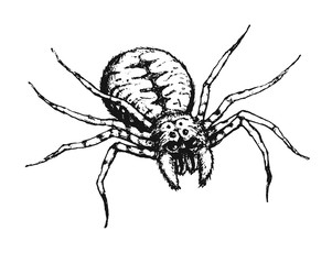 Scary spider. Pencil drawing. Halloween illustration. can be used as an idea for tattoo or printing on a t-shirt.