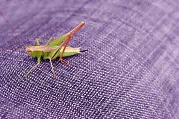 Green grasshopper sits on the background of gray-purple textile texture, soft bokeh