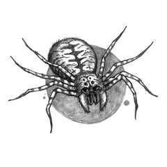 Scary spider. Pencil drawing. Halloween illustration. can be used as an idea for tattoo or printing on a t-shirt.