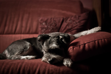 Cane rasato che riposa su un divano