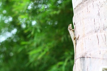 Obraz premium An asia chameleon on the coconut tree