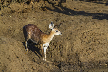 Sharpe grysbok in Kruger National park, South Africa ; Specie Raphicerus sharpei family of Bovidae