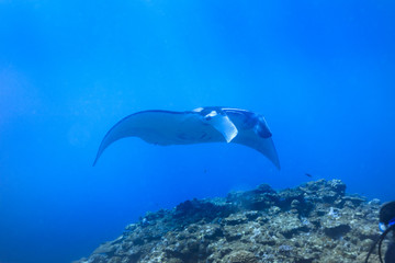 Fototapeta na wymiar Ishigaki Island Diving - Manta