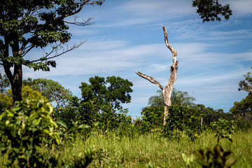 Drama no Cerrado de Minas