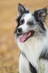 Sitzender Border Collie