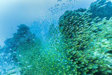Ishigaki Island Diving - Horde of young fish