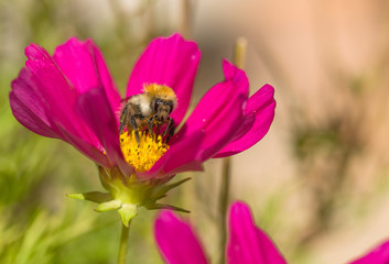 Fototapeta premium Hummel auf Blüte