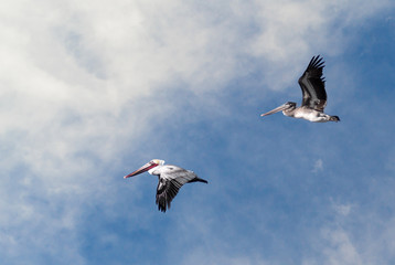 Pair of Pelicans in flight against a partly cloudy sky.