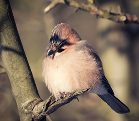 Jay in the cold, bird in Poland