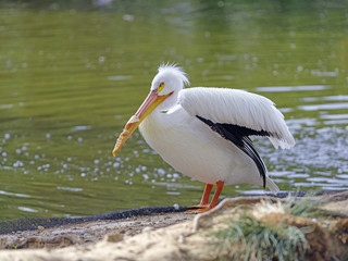 Pelican standing in a pond close up portrait.