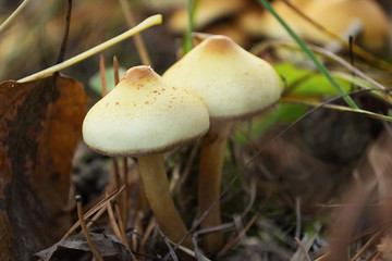 Forest mushrooms in the grass.