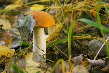 Mushroom in the forest