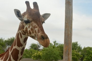 Tanganyika 0135