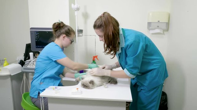 A vet putting an intravenous catheter in a paw of persian cat for taking blood in veterinary clinic. 4K