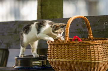 Katze mit Korb