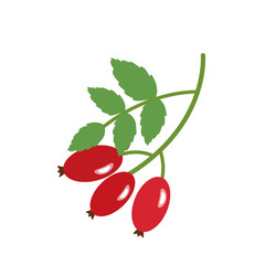 Nature organic vegetable Rose hips