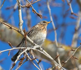 bird on branch, Fieldfare Kwiczoł Turdus pilaris, Poland