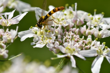 INSECTO