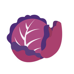 Nature organic vegetable Purple cabbage