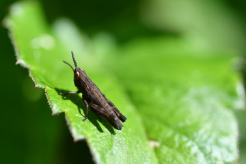 INSECTO