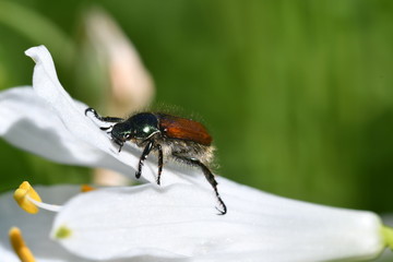 INSECTO