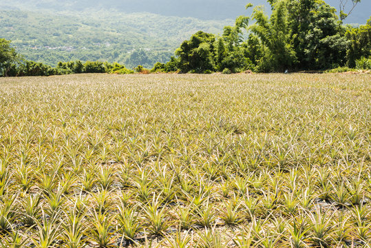 landscape of pineapple farm