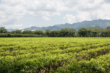 Fototapeta na wymiar farm of tea tree