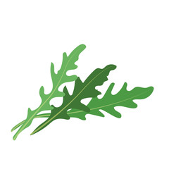 Nature organic vegetable Arugula Ruccola leaf
