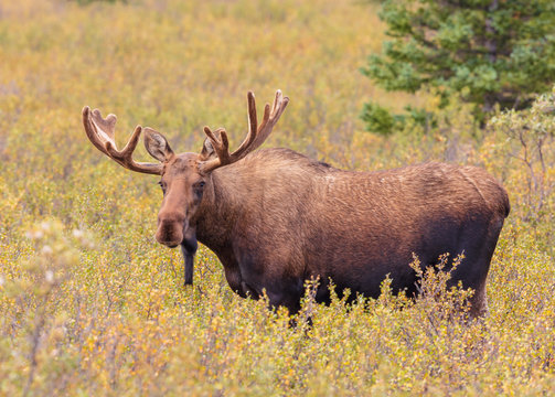 Alaska-Yukon Bull Moose in Velvet