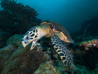 Hawksbill turtle on a coral reef eating bubble coral