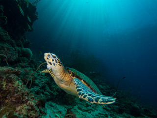 Fototapeta na wymiar Hawksbill turtle on a coral reef with sun rays beaming down in the background