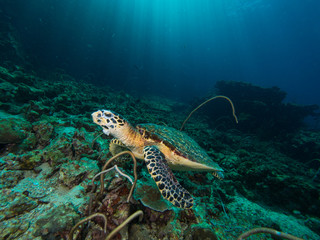 Hawksbill turtle on a coral reef with sun rays beaming down in the background