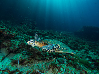 Hawksbill turtle on a coral reef with sun rays beaming down in the background
