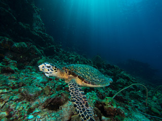 Hawksbill turtle on a coral reef with sun rays beaming down in the background